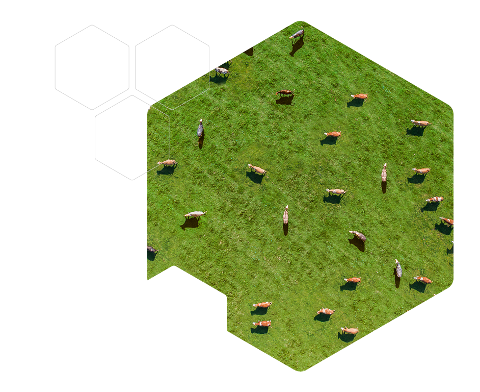 Aerial view of a meadow with cows