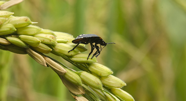 Paddy pests, West Java - Indonesia