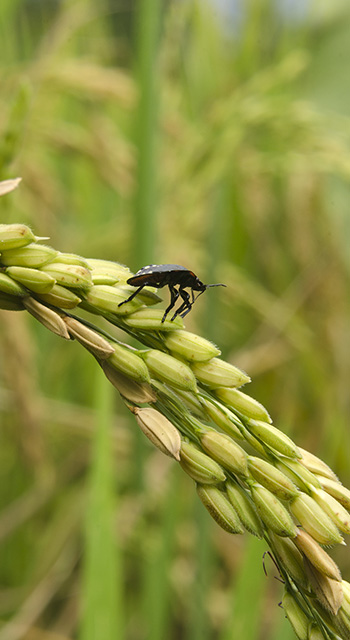 Paddy pests, West Java - Indonesia