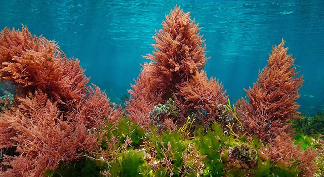 Red and green algae with blue water, underwater colors in the ocean (mostly Asparagopsis armata and Ulva lactuca seaweeds), eastern Atlantic, Spain