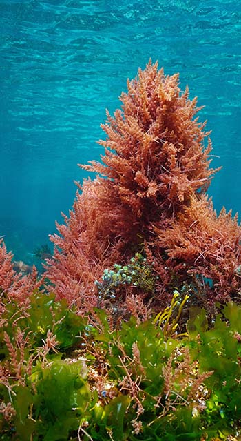 Red and green algae with blue water, underwater colors in the ocean (mostly Asparagopsis armata and Ulva lactuca seaweeds), eastern Atlantic, Spain