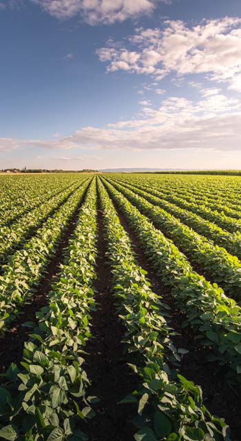 Open soybean field at sunset.Soybean field .