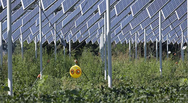 Agrivoltaics or agrophotovoltaics is co-developing the same area of land for both solar photovoltaic power as well as for agriculture.