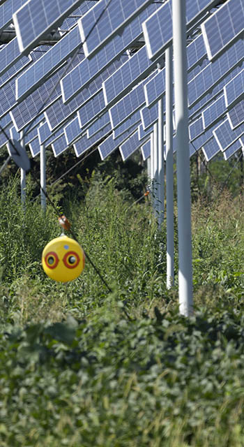 Agrivoltaics or agrophotovoltaics is co-developing the same area of land for both solar photovoltaic power as well as for agriculture.