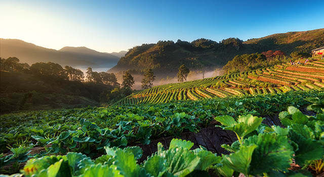 Strawberry garden at Doi Ang Khang , Chiang Mai, Thailand