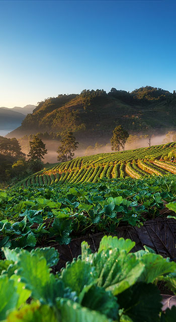 Strawberry garden at Doi Ang Khang , Chiang Mai, Thailand
