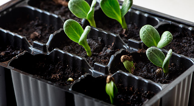 Young fresh seedlings artichoke.