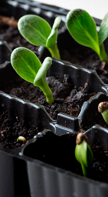 Young fresh seedlings artichoke.
