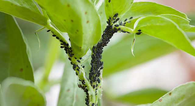 Aphids, black fly (black bean aphids, blackfly) on leaves of a broad bean plant, UK garden