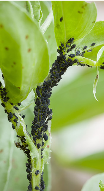 Aphids, black fly (black bean aphids, blackfly) on leaves of a broad bean plant, UK garden