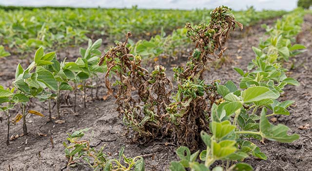 waterhemp control with dicamba