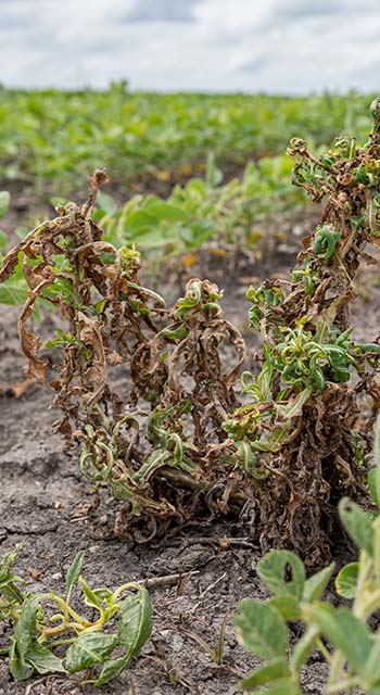 waterhemp control with dicamba