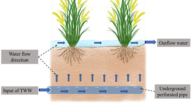 schematic image of wastewater treatment and rice cultivation