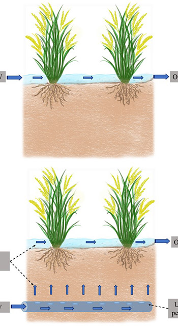 schematic image of wastewater treatment and rice cultivation