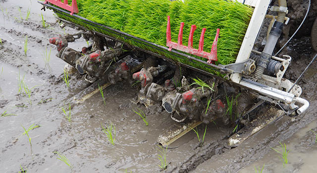 rice planting by machine