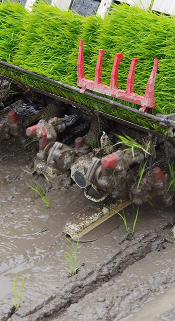 rice planting by machine