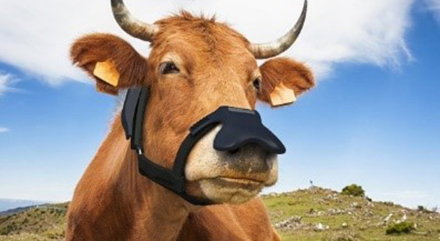 cow with wearable technology capturing methane over nostrils