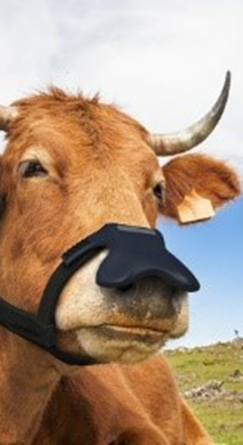 cow with wearable technology capturing methane over nostrils